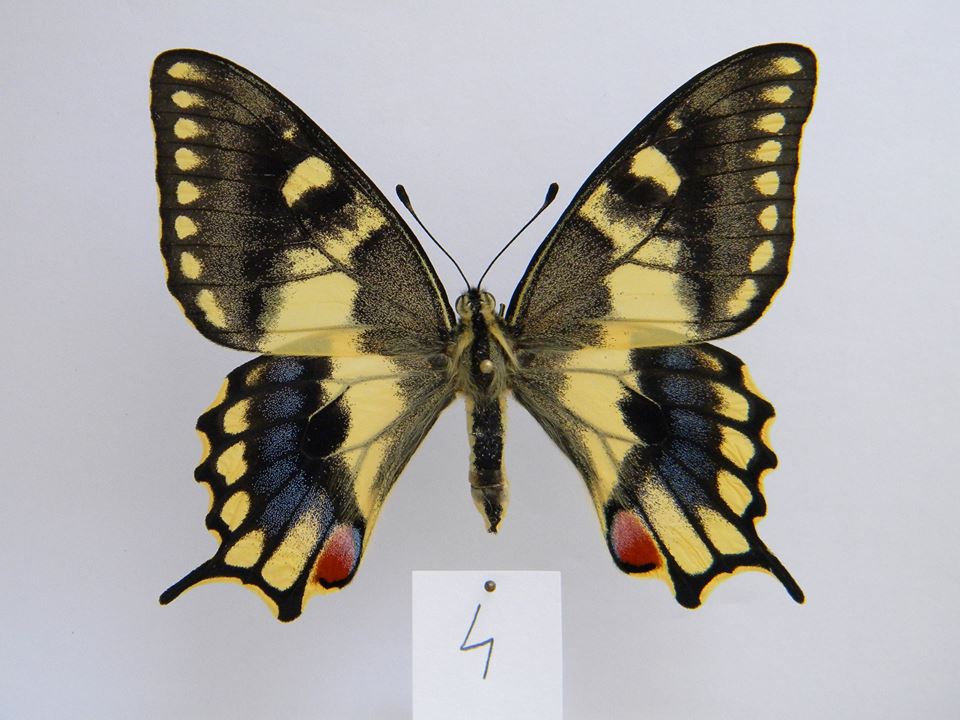 Papilio machaon (aberrant cold shock) 2 (Internet Image property of respective owner, non-commercial use only)
